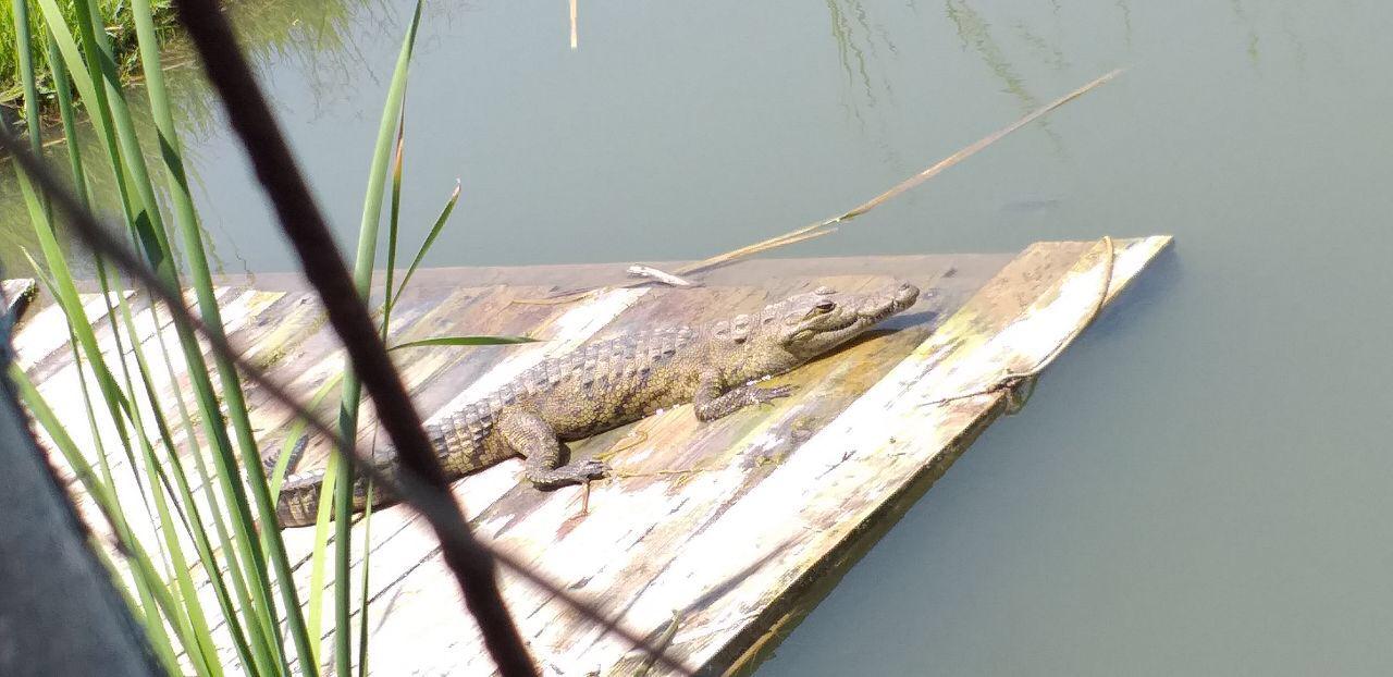 Tres cocodrilos se encontraban en un estanque
