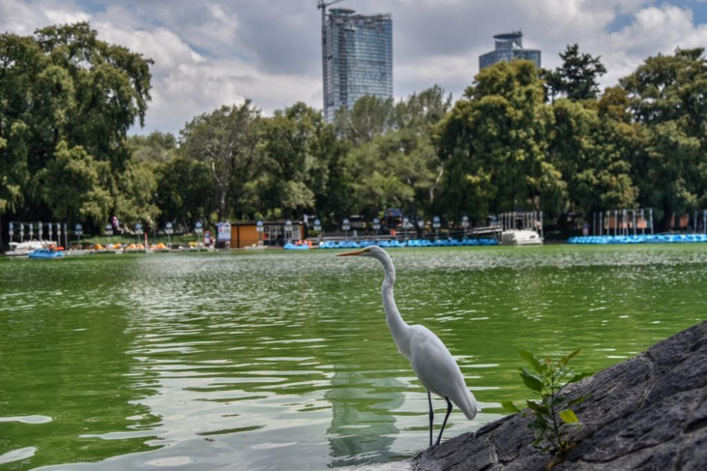 Bosque de Chapultepec. (Cuartoscuro)