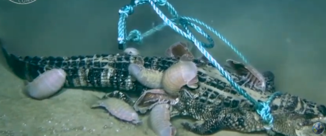 Los crustaceos encontraron los restos del cocodrilo en sólo 24 horas (Especial)