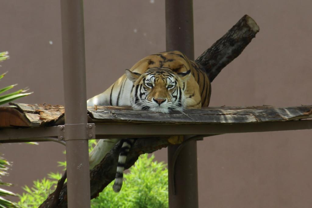 El tigre de bengala Shere Khan nació hace dos años en el zoológico de Chapultepec. | Cuartoscuro
