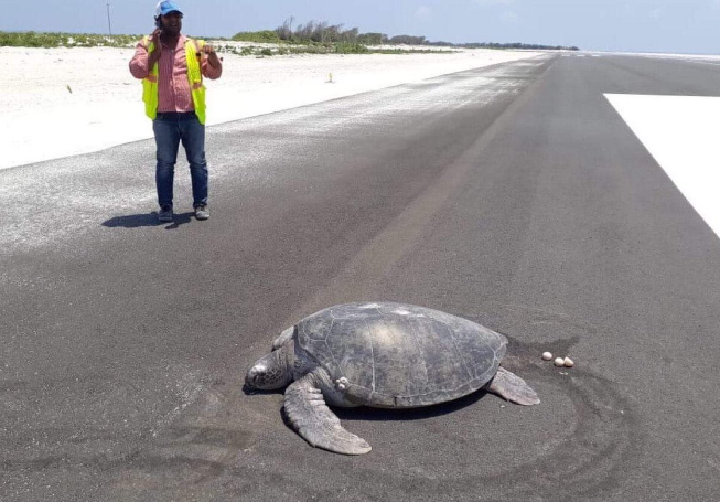 Las tortugas, por instinto, vuelven al lugar donde nacieron para desovar (Especial).