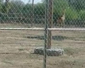 Los visitantes tuvieron que ser desviados a otra parte del parque. (Foto: Especial)