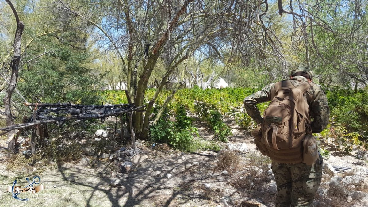 Los plantío fueron asegurados y destruidos. (Semar)