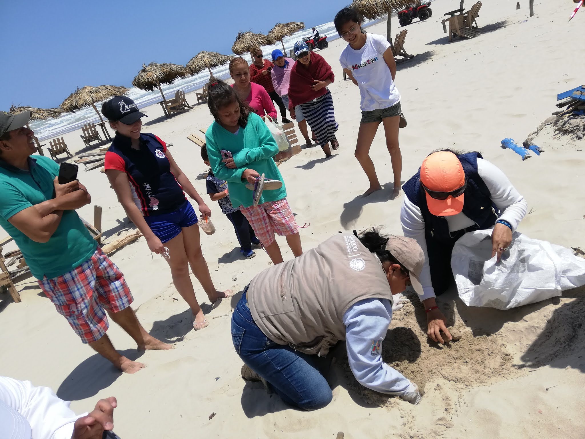 Tortugas Lora en playa Miramar (Foto/Pablo Reyes)