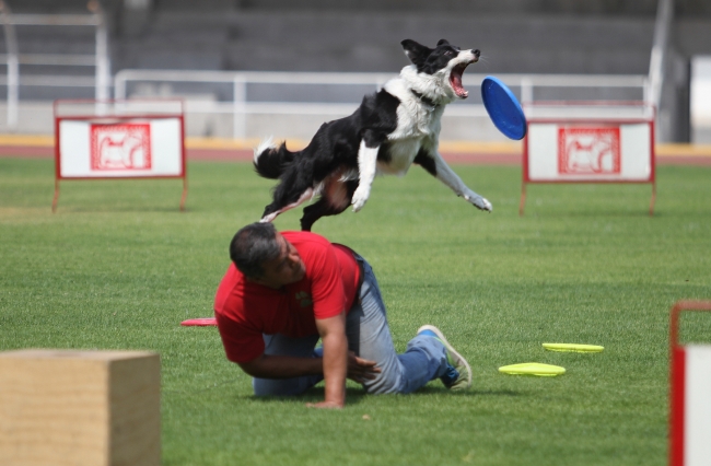La Unidad Canina de la Policía Federal cumple 30 años de servicio. (Notimex)