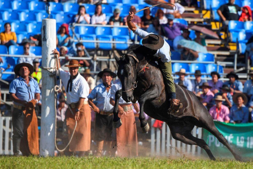Uruguay. Durante la tradicional semana del rodeo en Montevideo, un hombre cabalga buscamente sobre un caballo (AFP)