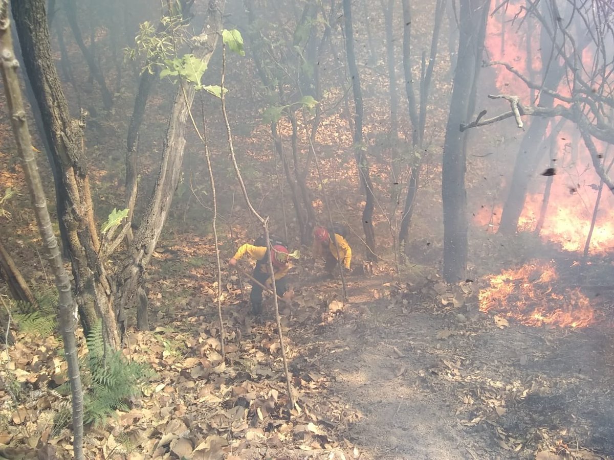 El incendio es combatido desde poco antes de las 11:00 horas (Tomada de Twitter @ReportaeForestal)