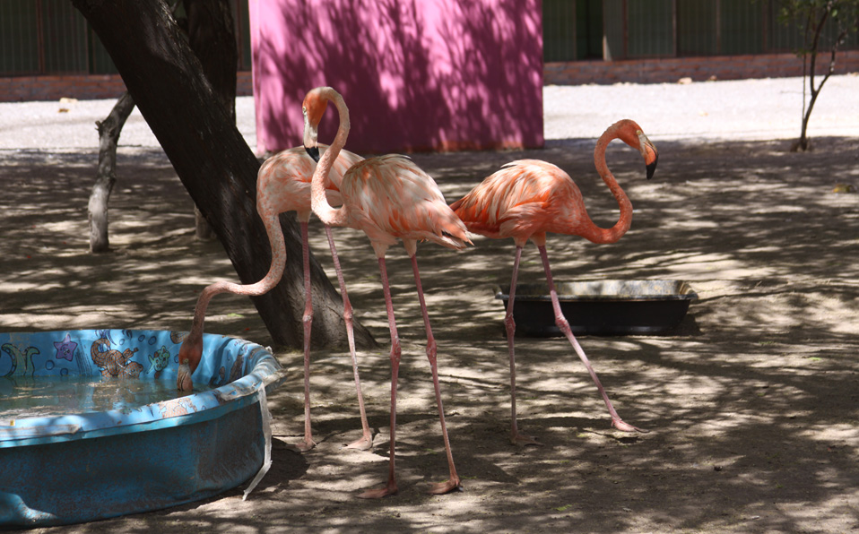 Existen seis especies de flamencos en el mundo. (Claudia Luévano)