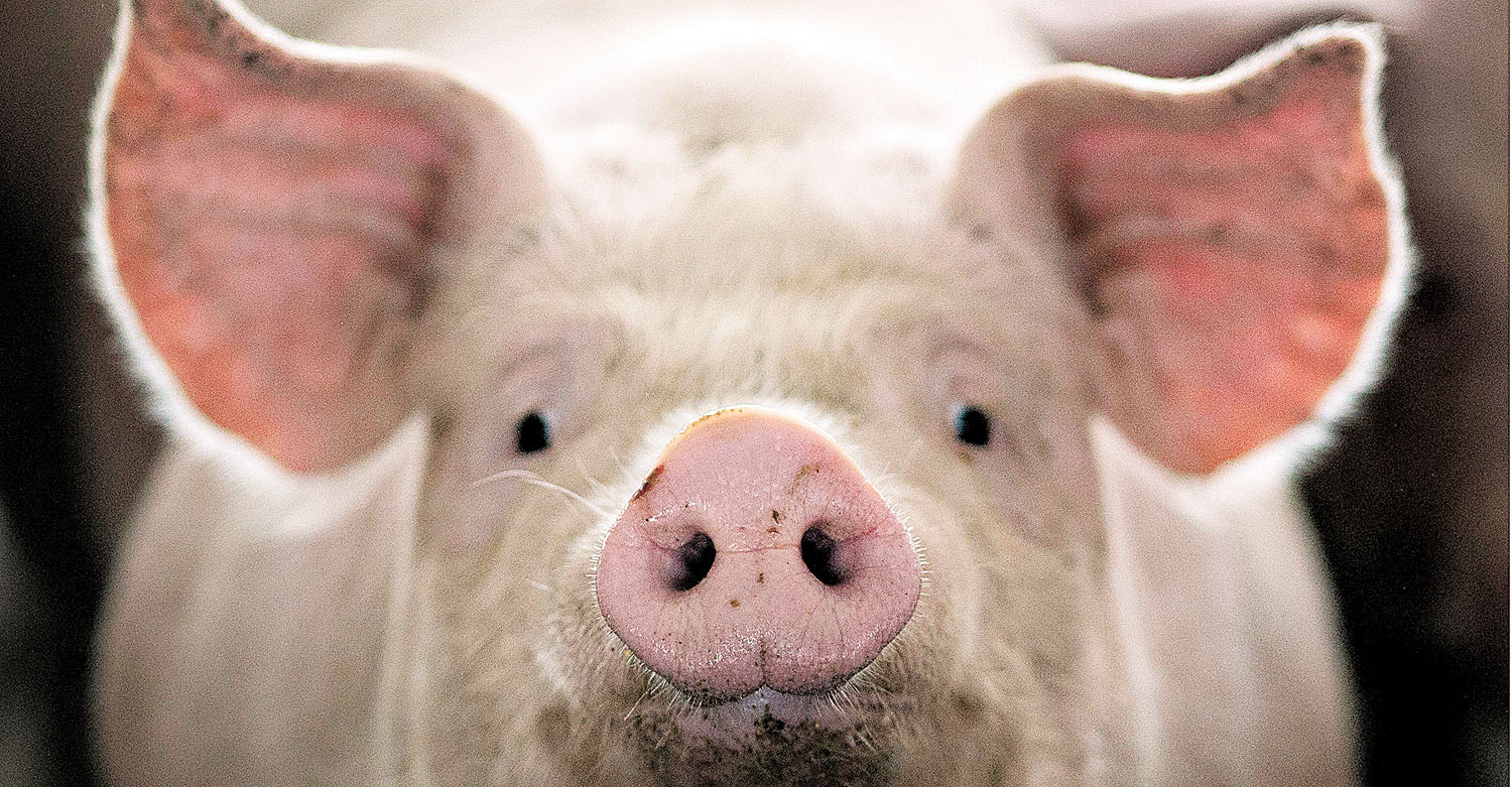 Las pruebas se realizaron en un grupo de 32 animales. (Reuters)