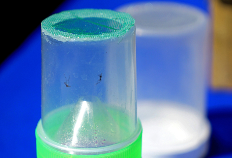 Aedes Aegypti, principal transmisor del dengue, zika y chikungunya. (Milenio Digital)