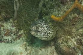 Las morenas habitan en aguas tropicales. (Conabio)