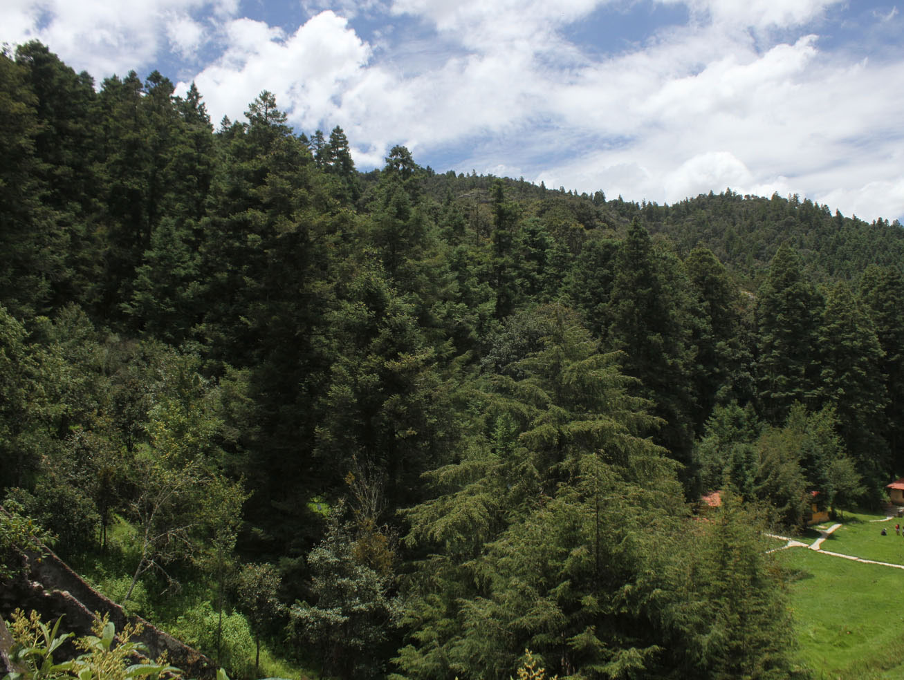 Ambientalistas aseguran que el bosque templado de Mineral del Chico se encuentra amenazado. (Jorge Sánchez)