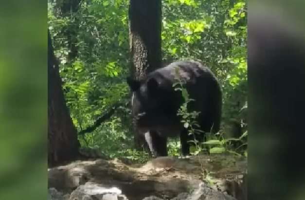 Circularon videos del oso en internet. Foto: Especial
