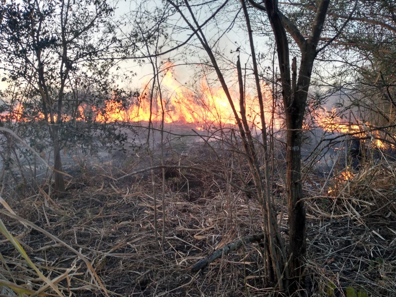 Incendios en Altamira (Foto/Cortesía)