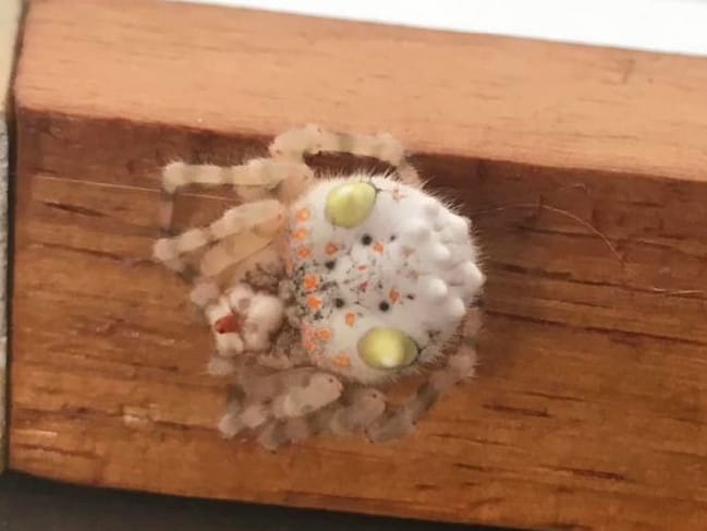 araña con forma de sushi