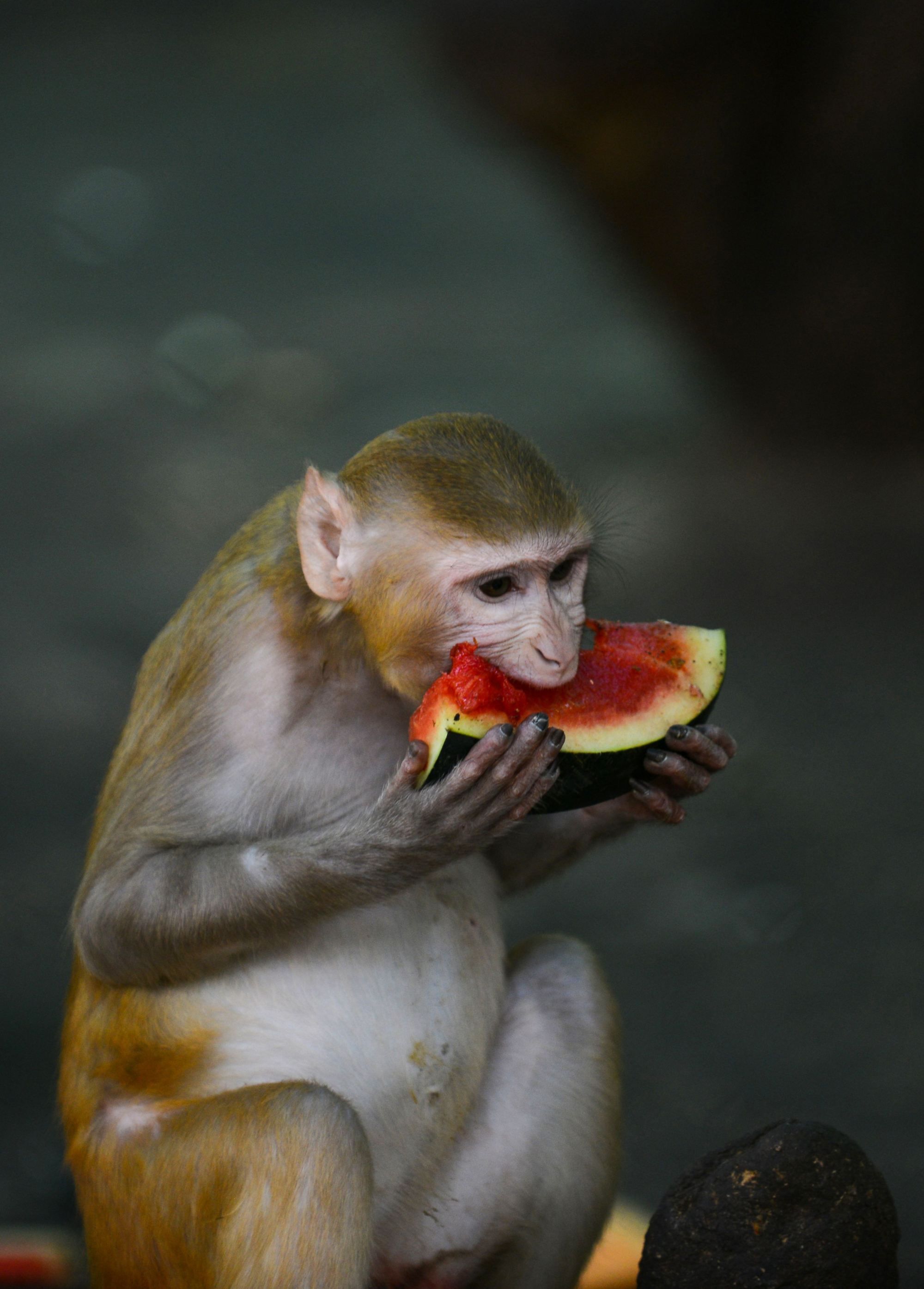 India. Un macaco come sandía durante un día caluroso en el Zoológico Kamla Nehru en Ahmedabad. (AFP)