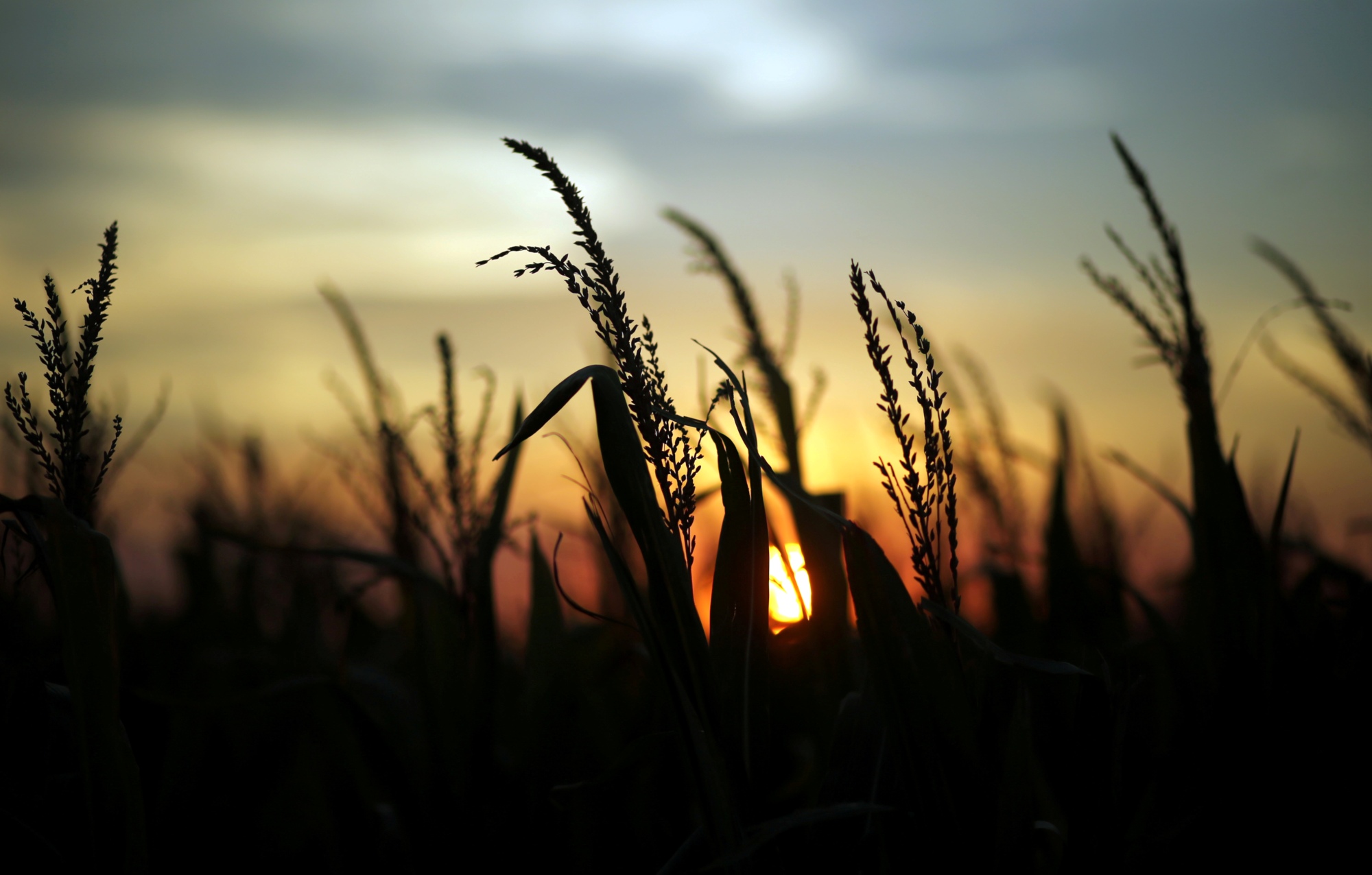 Estados Unidos. El sol se meta detrás de un campo de trigo. (Reauters)