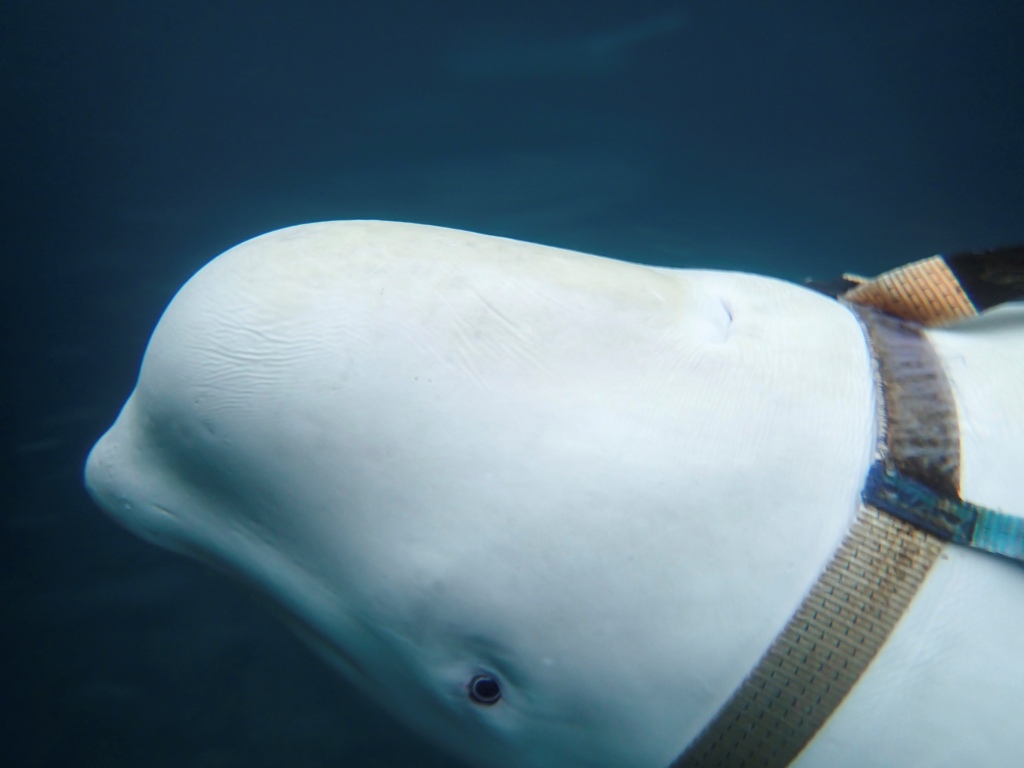 La ballena beluga tenía una soga con la inscripción "Equipo San Petersburgo" (AP)