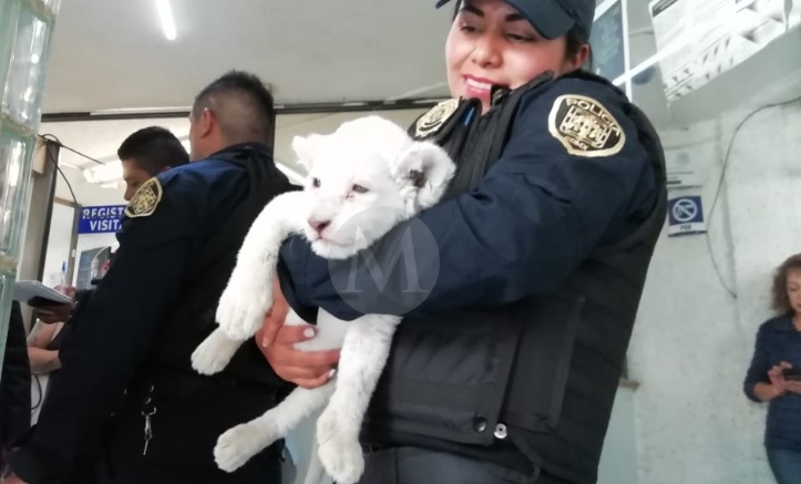 El cachorro de apenas 2 meses aproximadamente será llevado ante la Semarnat. (Gabriel Ortega)