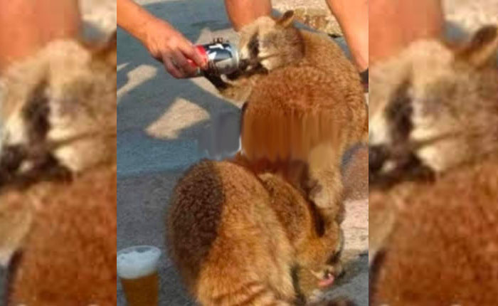 Dan cerveza a mapaches.