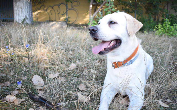 Labrador. (Cortesía Pexels)