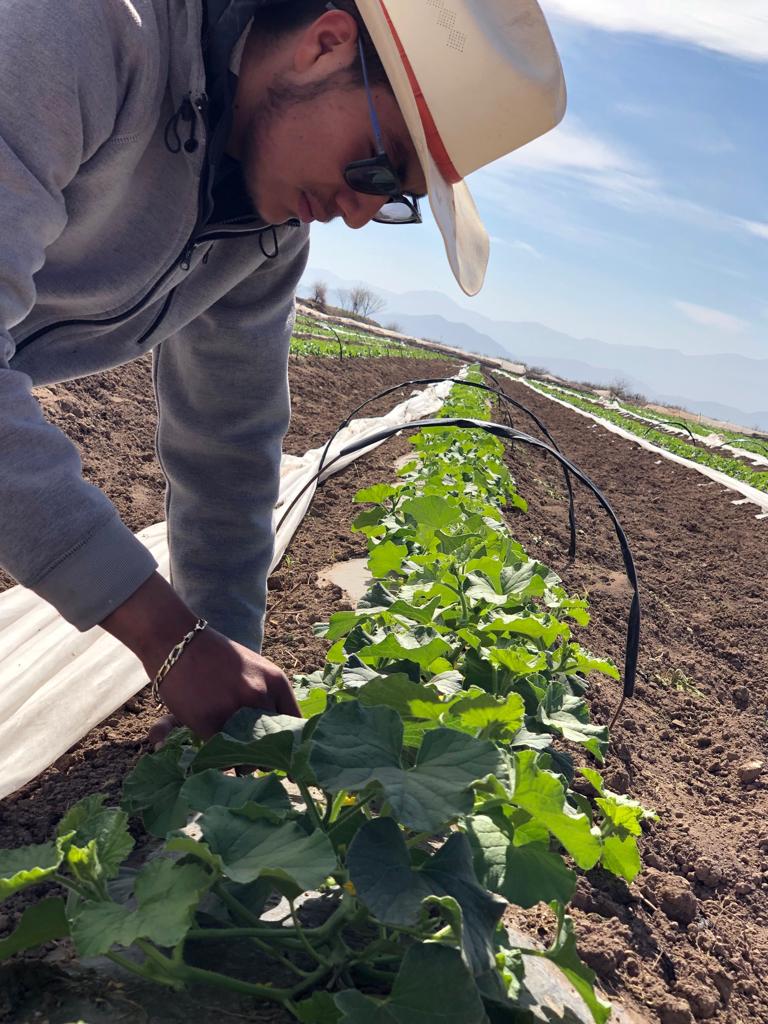 Productores de Melón laguneros podrían exportar a Alemania. (Jorge Maldonado-Archivo)