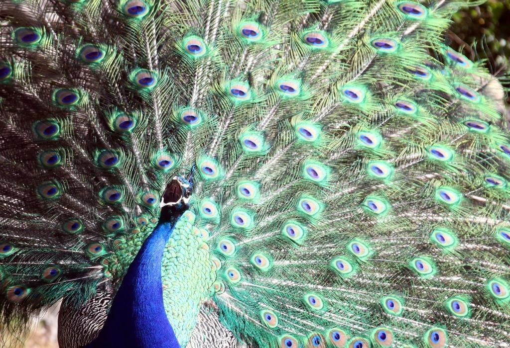 Alemania. Dentro del zoológico de Hellabrunn, un pavo real alzas sus plumas en búsqueda de pareja (Reuters)