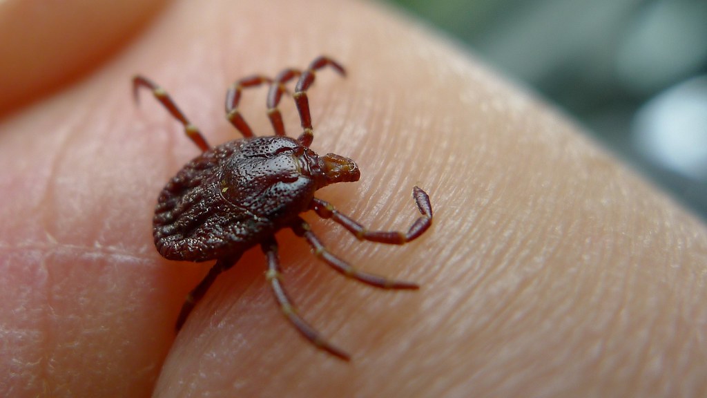 El médico intentó quitar del oído al ácaro  pero el animal se movió del lugar. (Especial)
