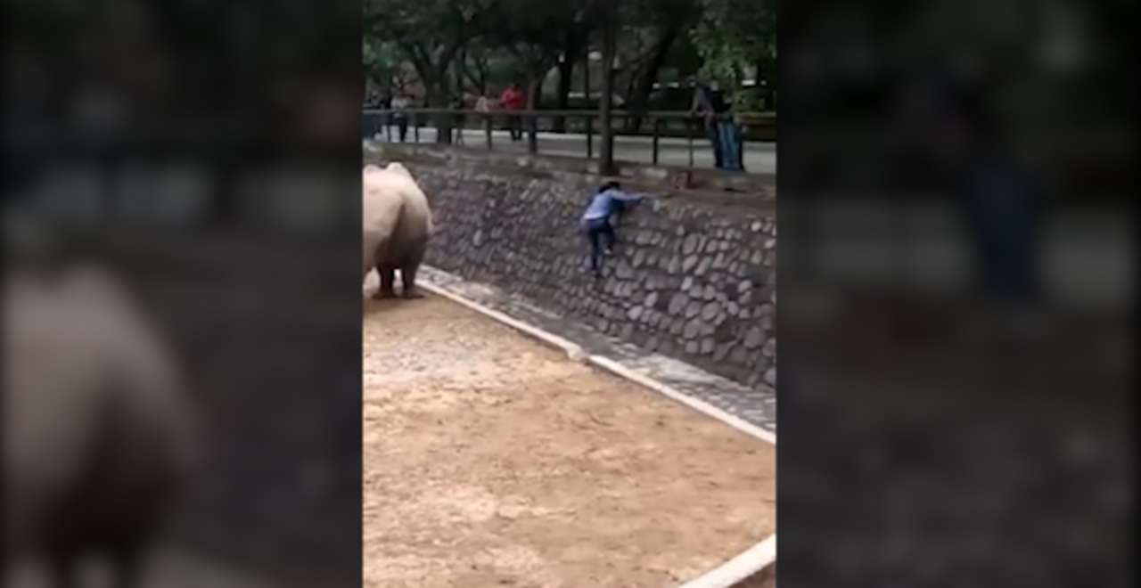 Mujer se adentra en jaula de rinocerontes.