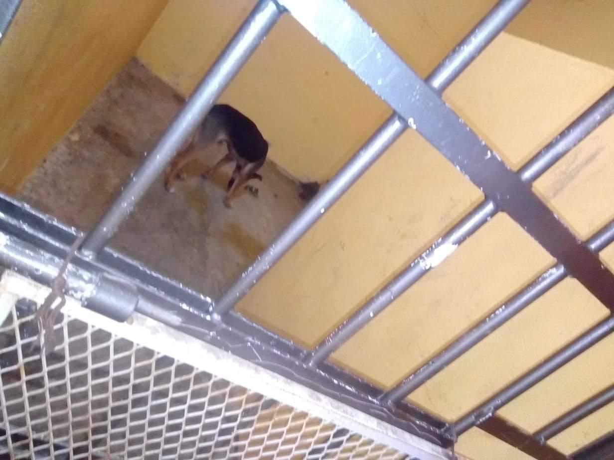 El alcalde ordenó la encarcelación del perro. (Facebook)