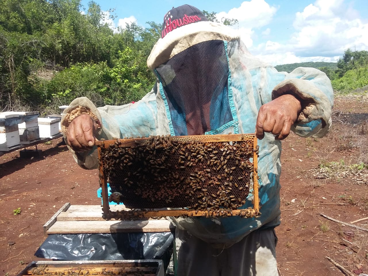 La miel de Campeche es reconocida a nivel mundial (Cortesía)
