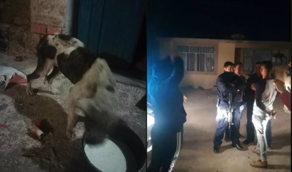 El perrito, lucía desnutrido, estaba amarrado y maltratado e incluso tenía una enfermedad en la piel. (Especial)