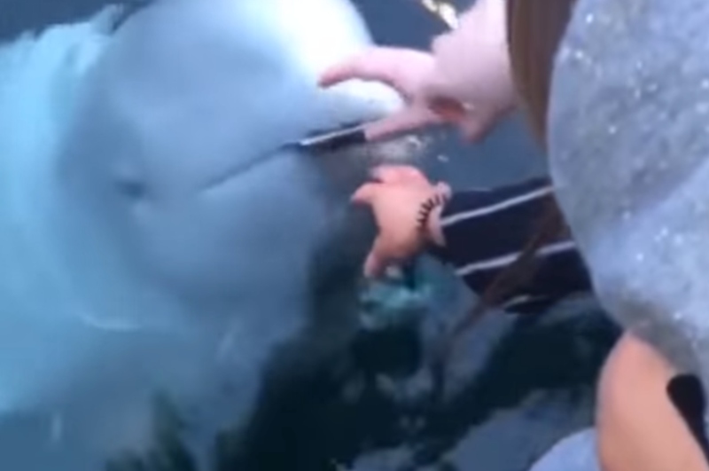La ballena beluga es conocida por ser amigable con los seres humanos y acercarse a los botes de pescadores para convivir con ellos (Instagram).