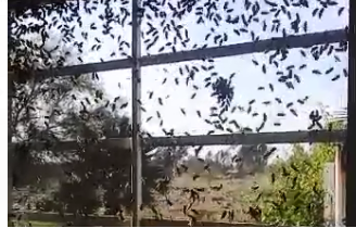 Cientos de abejas acudieron al taller de extracción.
