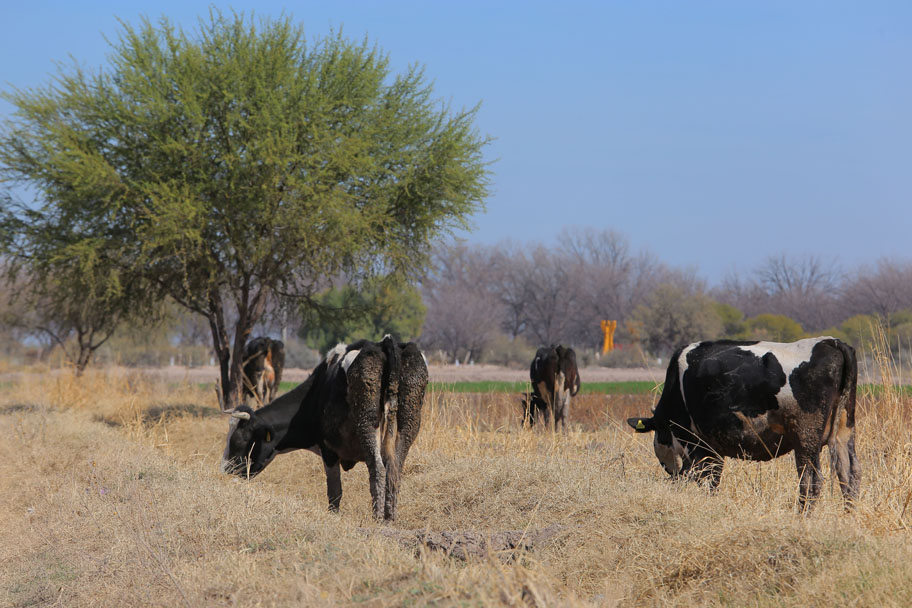 Se exhortó a la población a no alimentar a animales salvajes ni darles agua, para evitar riesgos de ataques. (Notivox Digital)