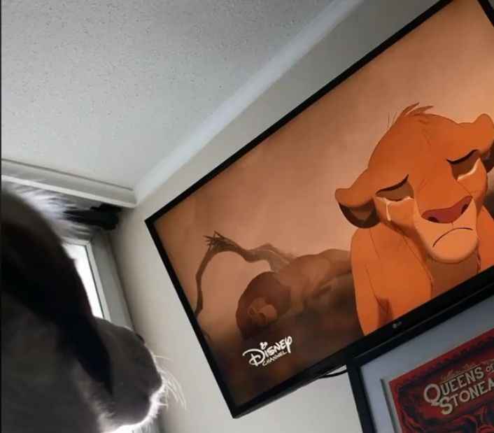 Perrita llora al ver la muerte de Mufasa en ‘El Rey León’ (Captura de pantalla).
