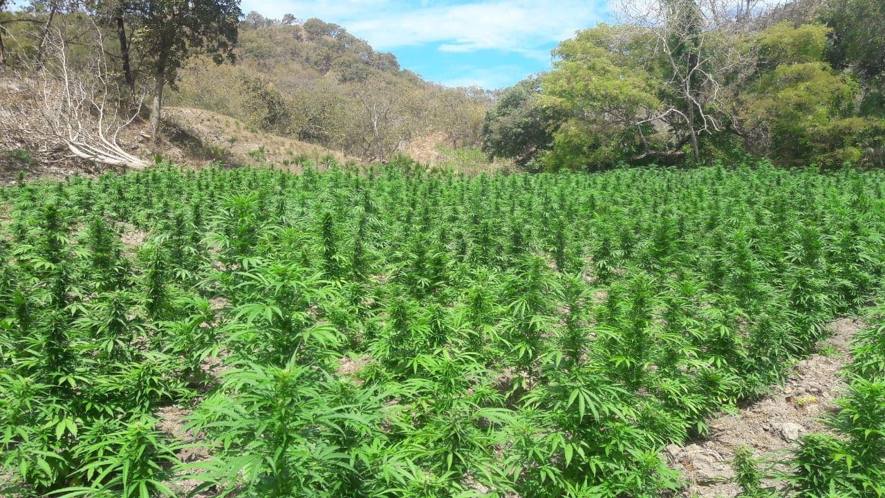 Sedena destruyó 13 mil plantas de mariguana (Cortesía).