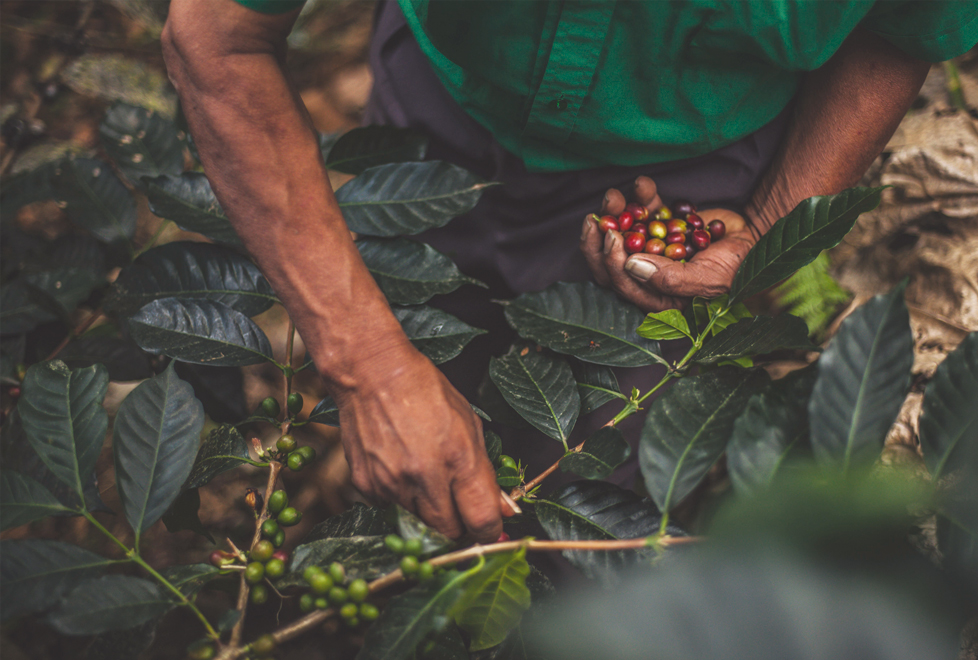 Toks tiene proveedores de café, chocolate, miel y otros productos en 85 comunidades rurales.