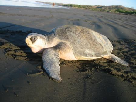 Tortuga Lora