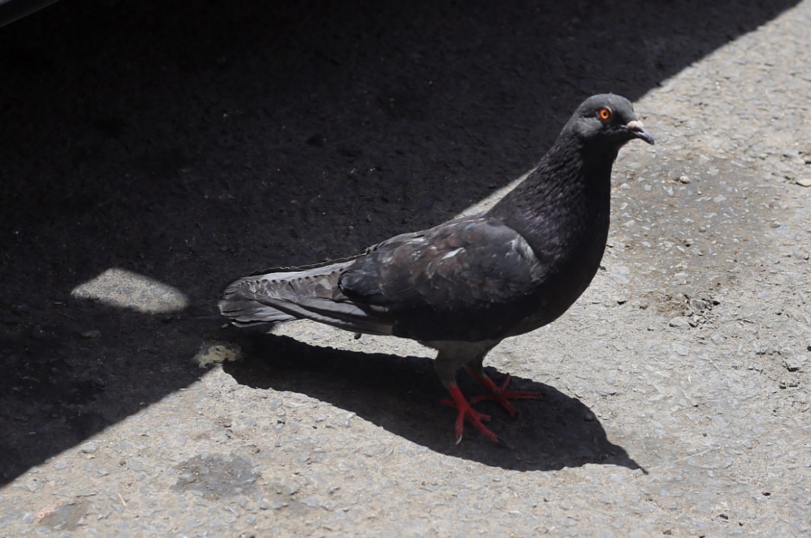 La viruela aviar es producida por el virus Variola Avium, se manifiesta en zonas donde el ave no tiene plumas. (Rolando Riestra)