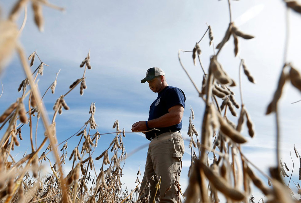 Los agricultores de Iowa le dan el beneficio de la duda a Donald Trump, aunque el valor de las exportaciones de soya hacia China cayó 75% (Reuters).