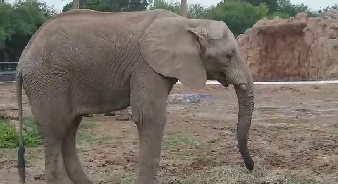"Pancha", la elefante traída desde África y madre del pequeño "Monty".