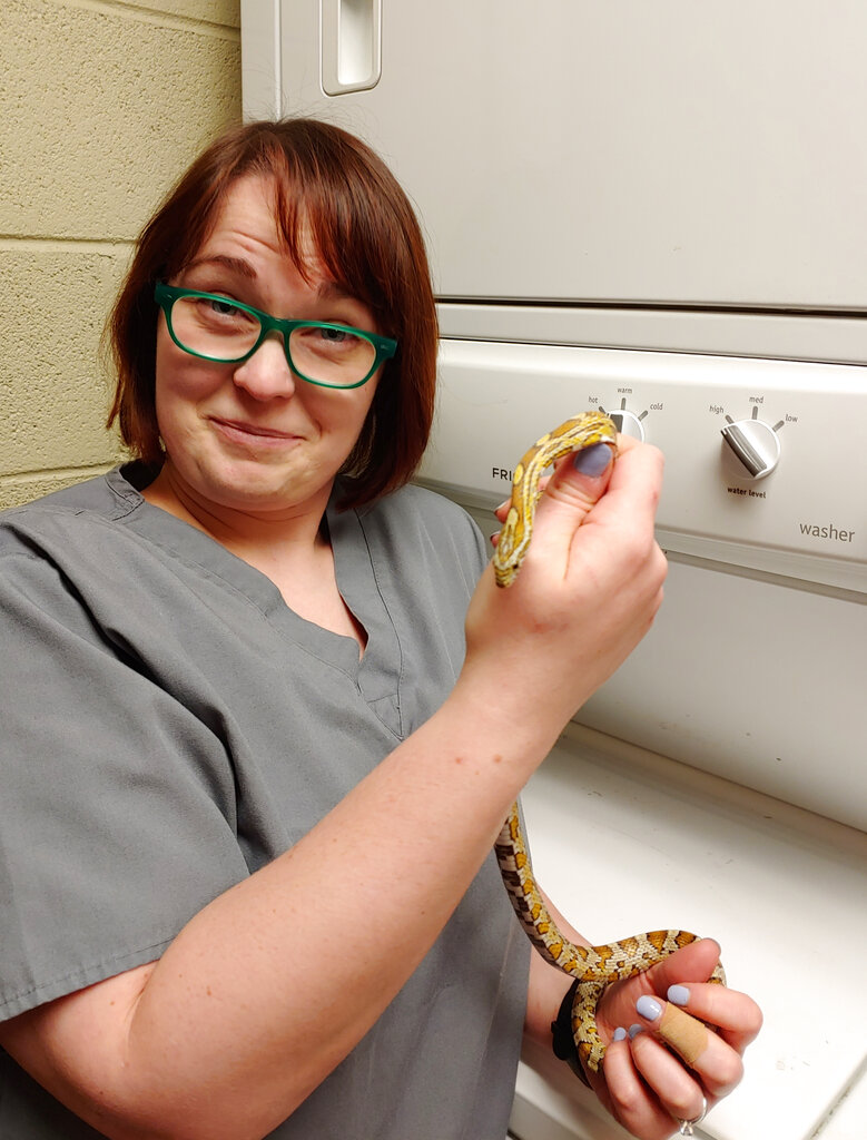 El hospital de animales dijo que la serpiente maicera, llamada Penélope, pertenecía a un niño de 12 años. AP