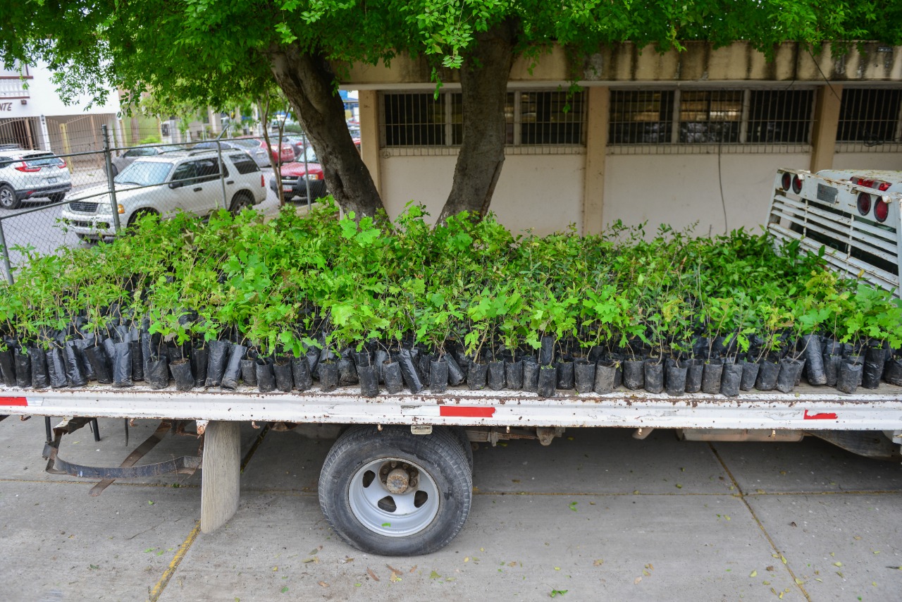 Árboles serán plantados en Nuevo Laredo.