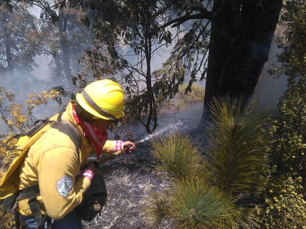 El 94.9 por ciento de la superficie afectada corresponde a arbustivo y herbáceo   (Especial)