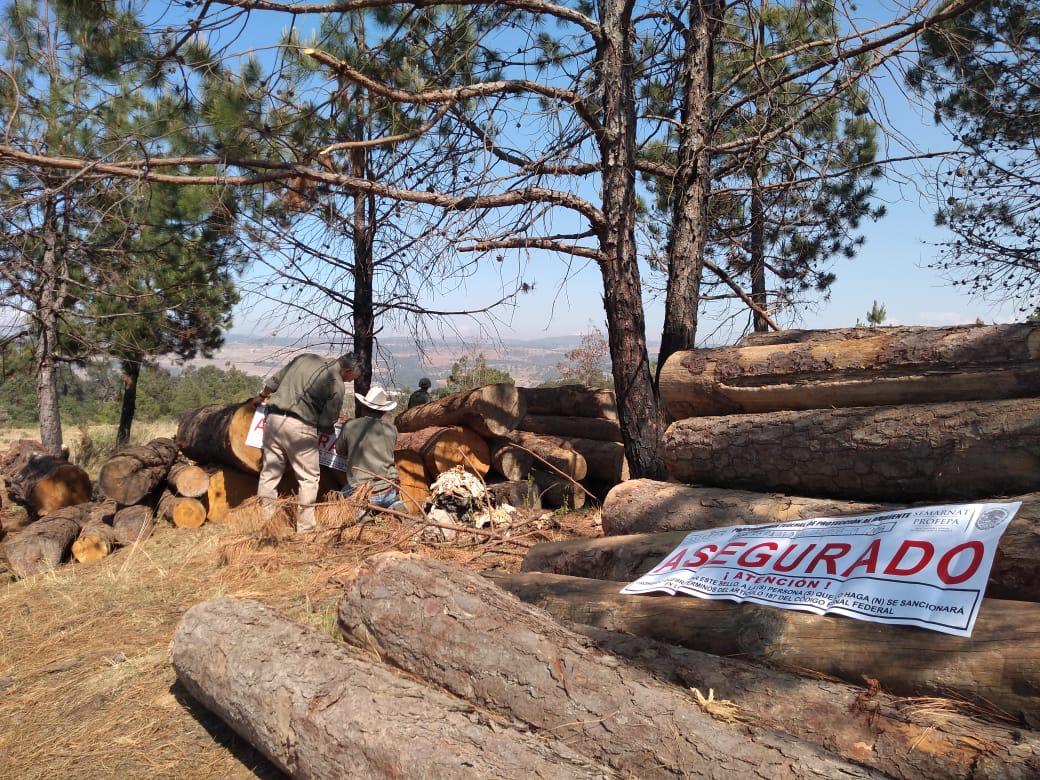 Se impuso el aseguramiento precautorio de la materia prima forestal  (Especial)