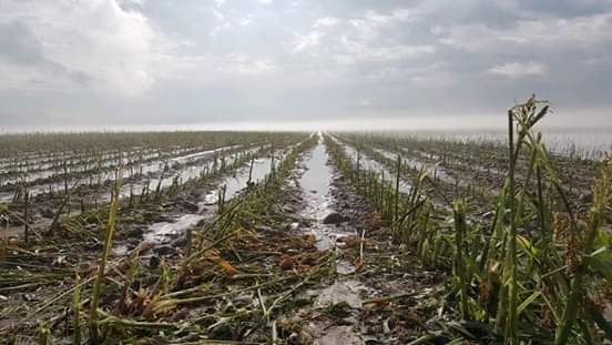 Campo sufre afectaciones por granizada.