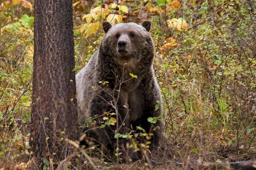 EU. Un oso grizzly es avistado entre los bosque de pequeño poblado cercano de Camas, en Montana. (AP)