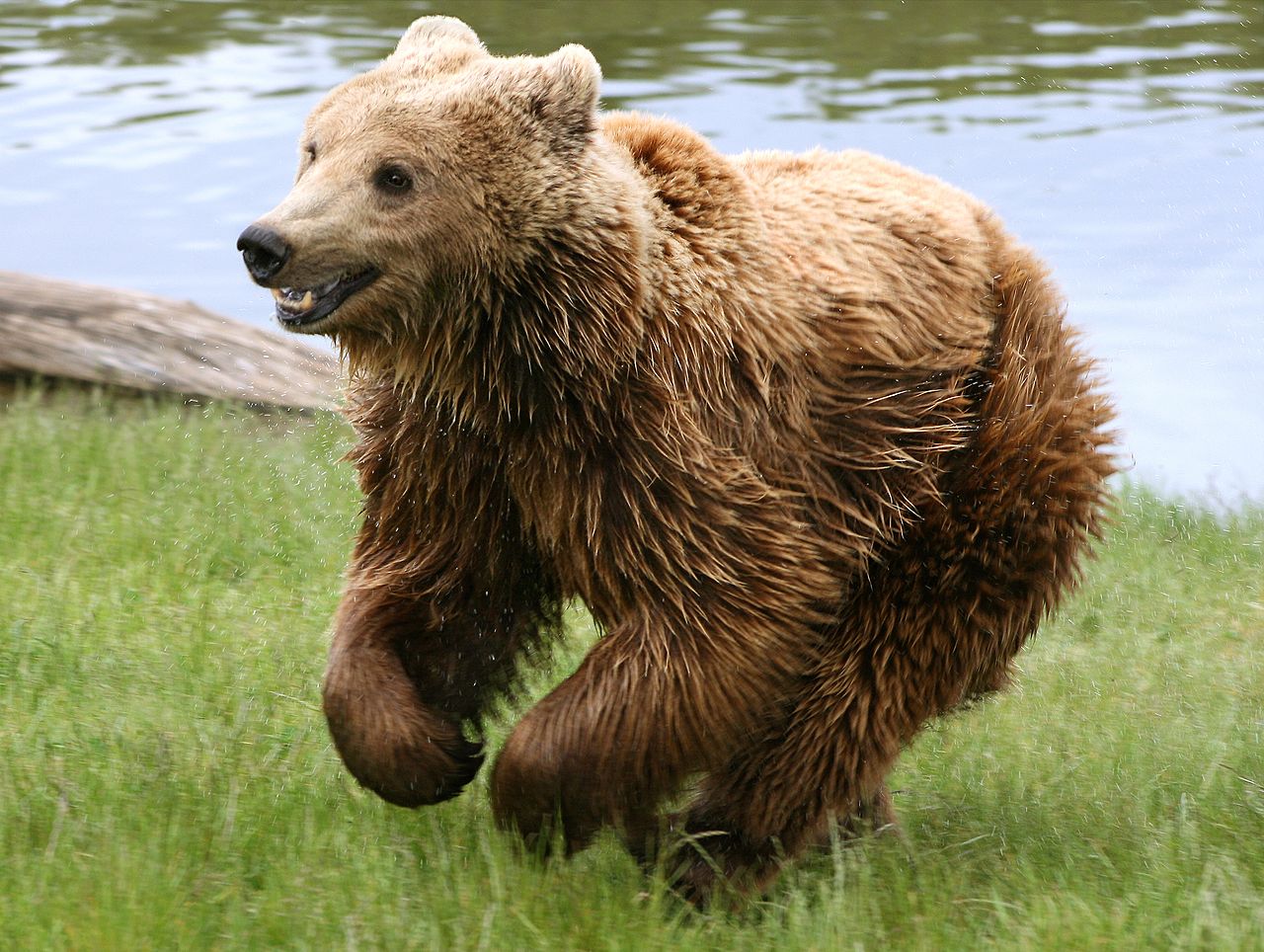 El oso pardo intentaba huir de personas que lo apedreaban. (Especial)