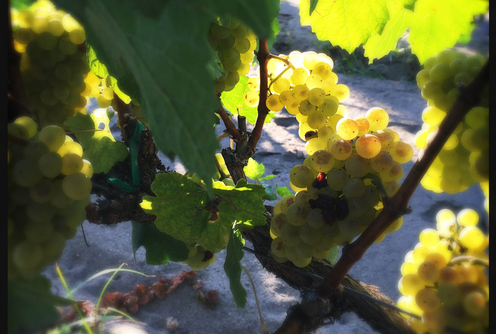 Durand Vinicola